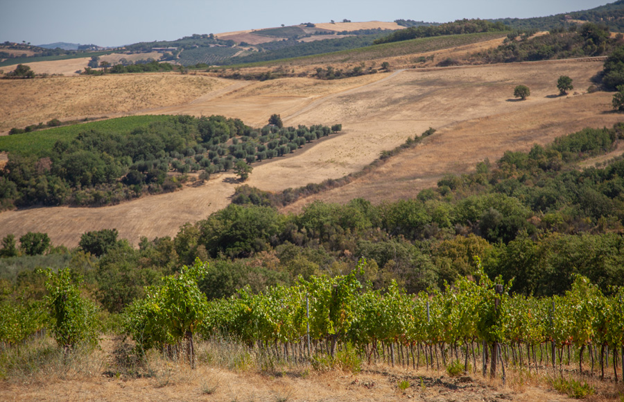 Poggio Levante, vignaioli ai piedi del Monte Amiata