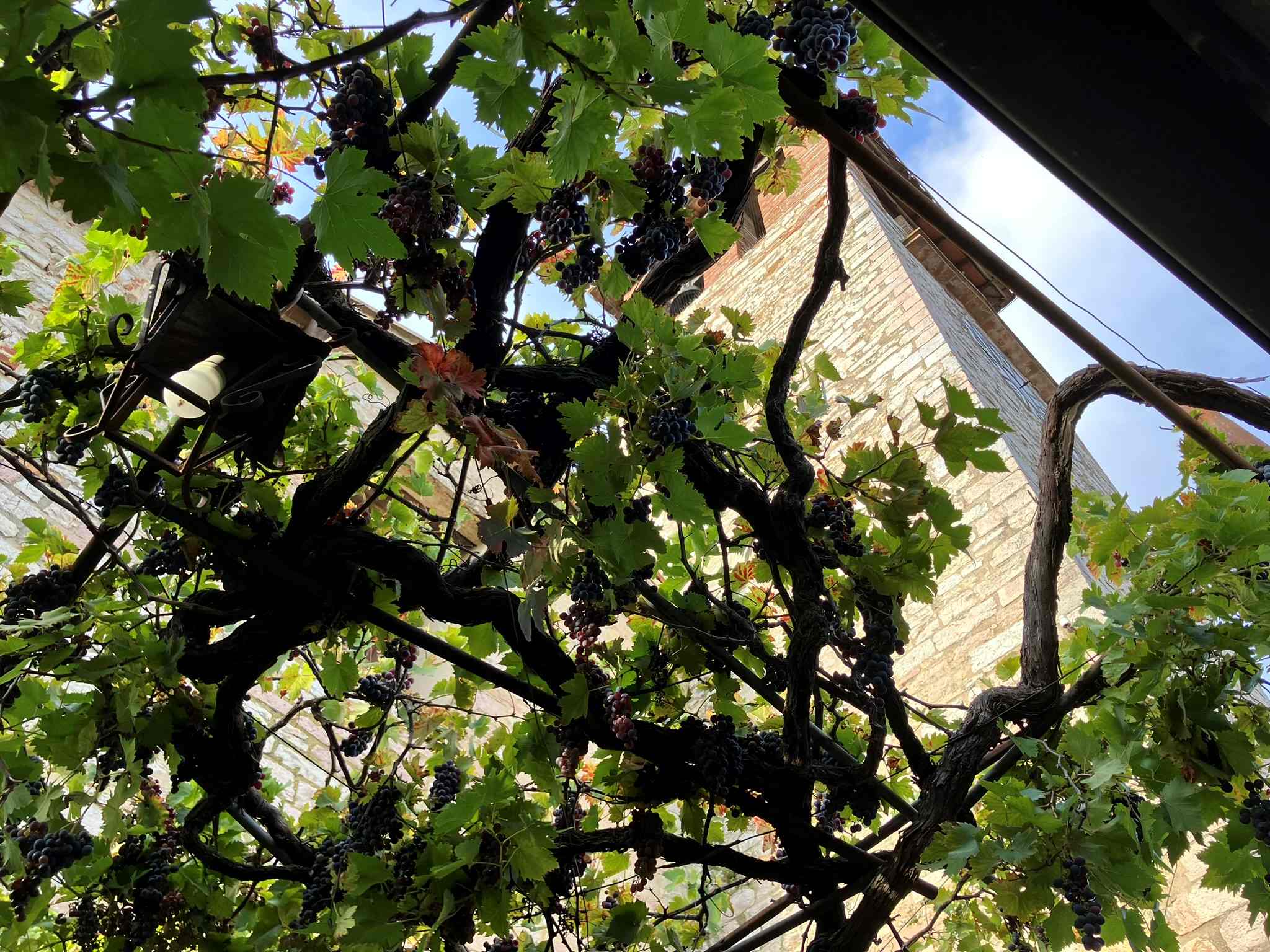 Consorzio Tutela Vini DOC Colli del Trasimeno, è il tempo delle scelte