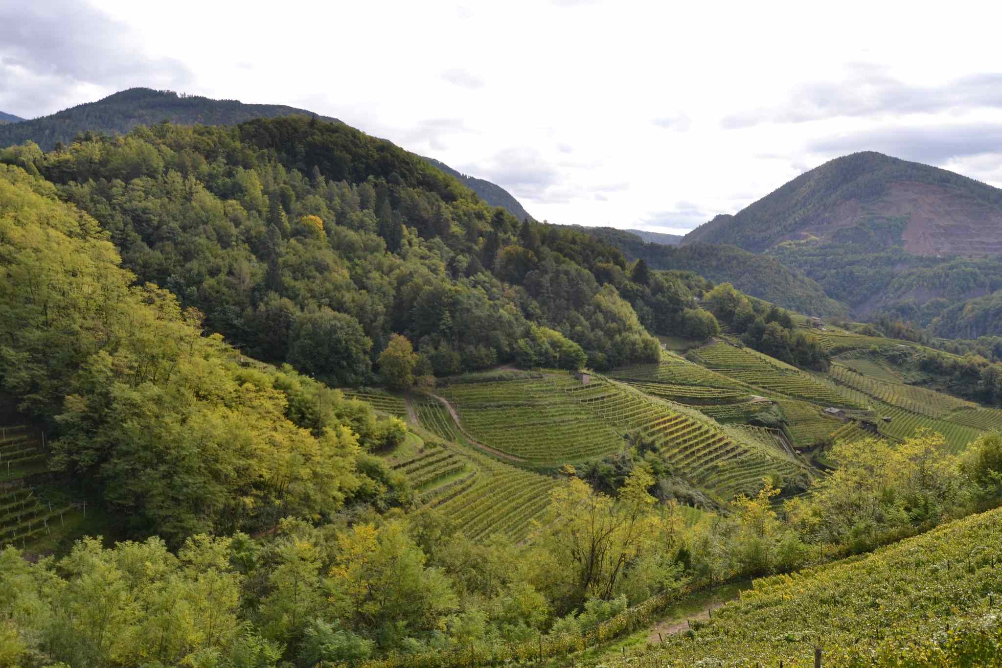 Val di Cembra, l’incanto dei vigneti terrazzati