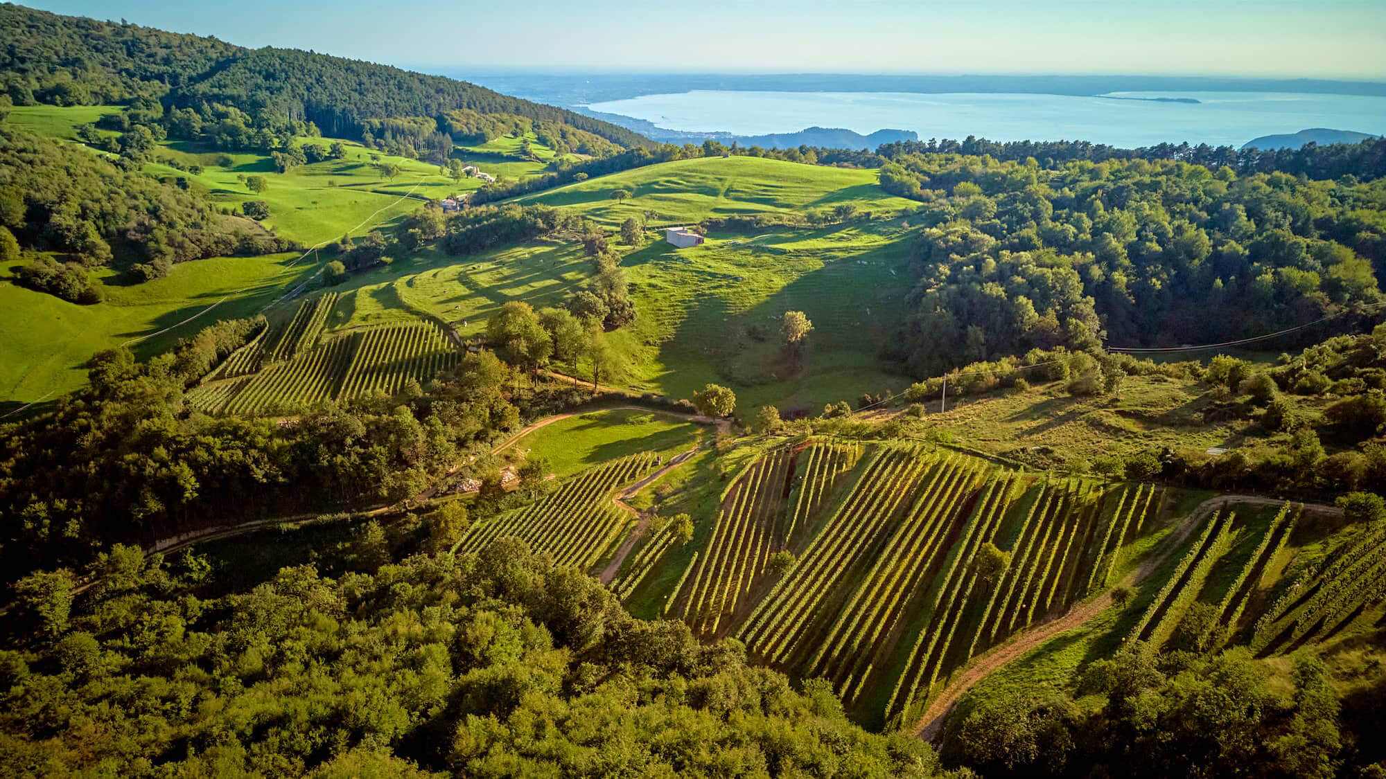 Vinessa: vini nati dal vento