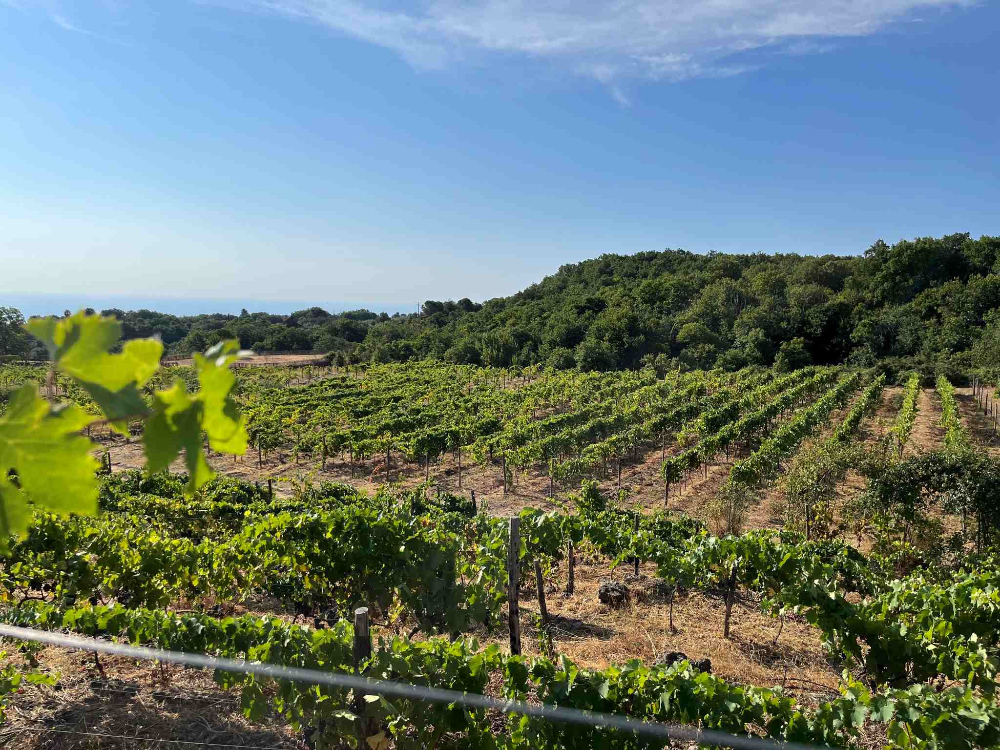 Ammura: La Nuova Avventura della Famiglia Tommasi sull’Etna