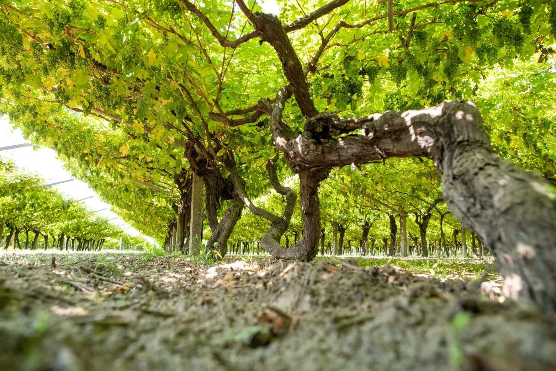 Viticoltura a piede franco: Ercolano ospita la conferenza nazionale