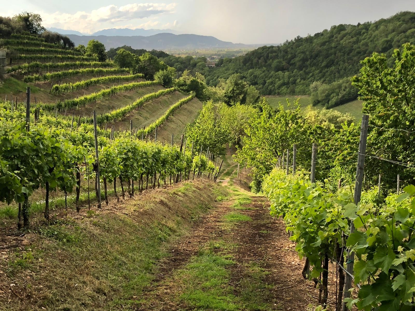 Fior d’Arancio Secco: l’eleganza spontanea dei Colli Euganei