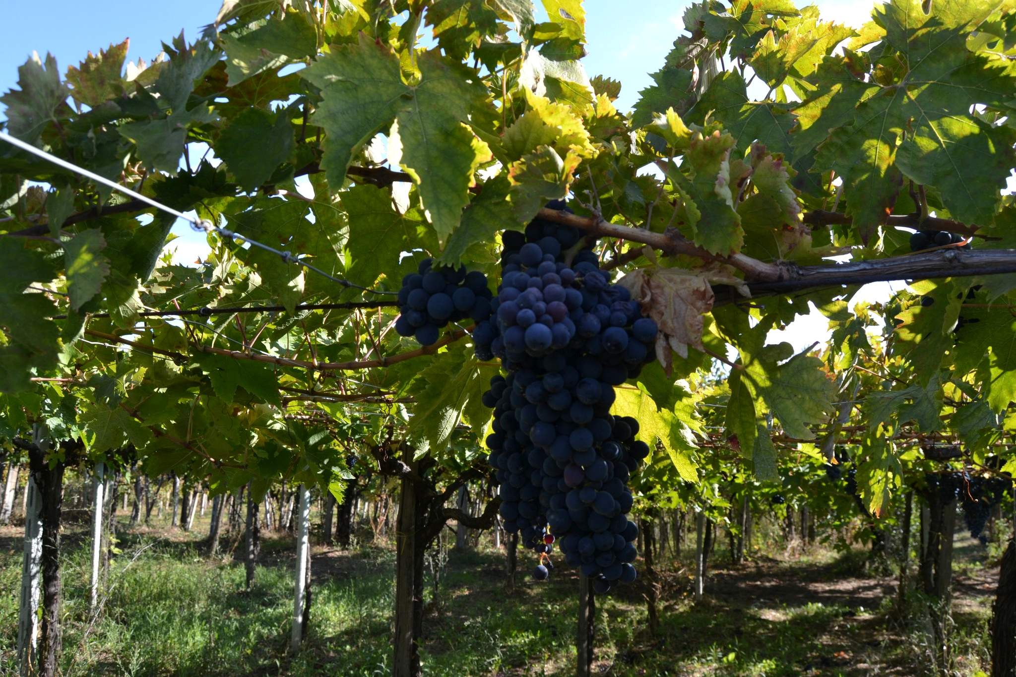 Casauria diventa Docg: l’Abruzzo celebra una nuova eccellenza del Montepulciano