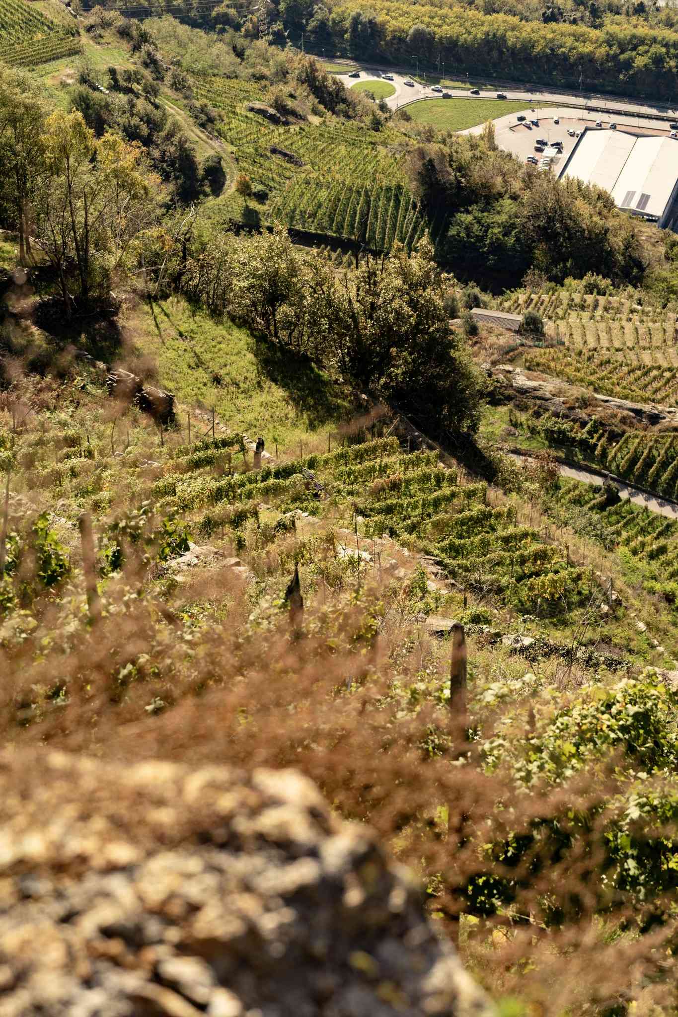 Nebbiolo di montagna: il bilancio della vendemmia 2025 in Valtellina
