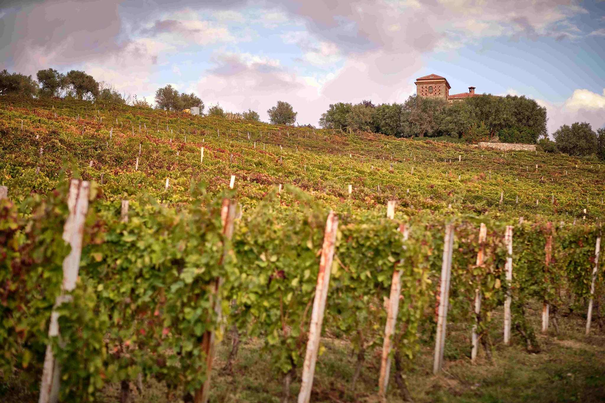 Campania Wines: l’anima unita del vino campano al Merano Wine Festival 2025