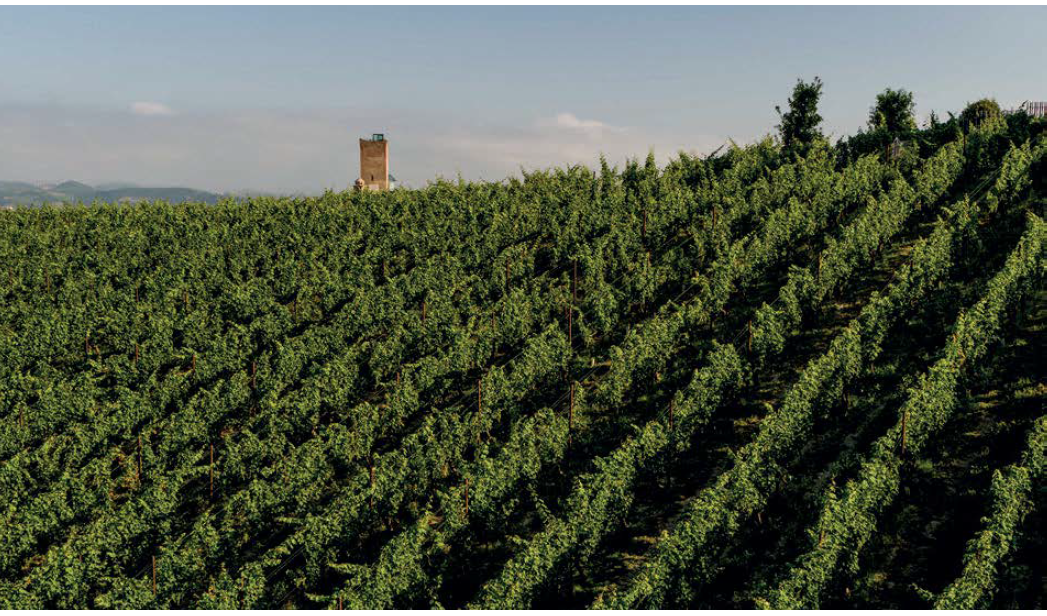 La storia di Darmagi, il Cabernet che osò parlare piemontese