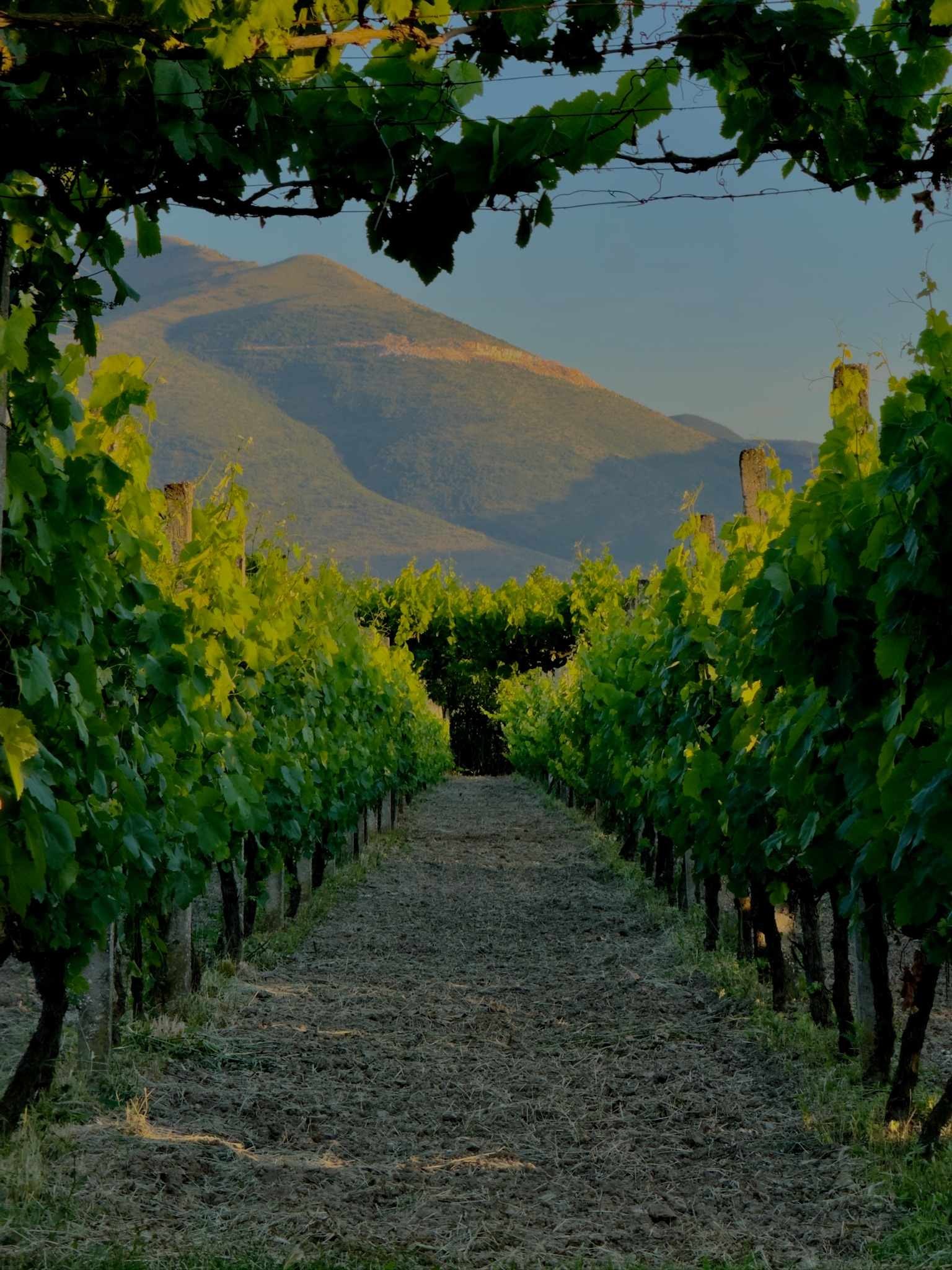 Çobo Winery e il Nuovo Rinascimento del Vino Albanese