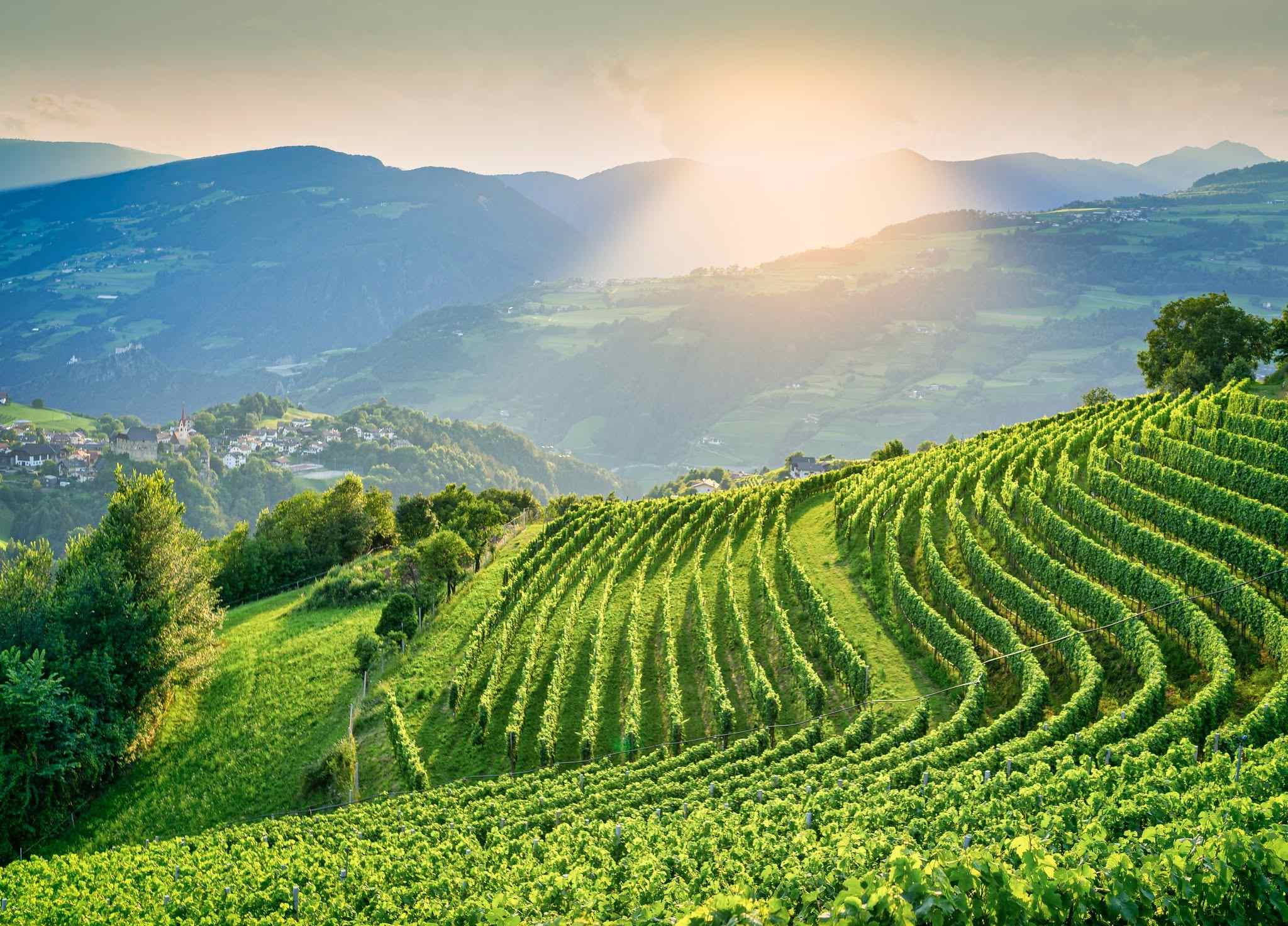 La vendemmia 2026 conferma il cambio di paradigma: meno quantità, più identità