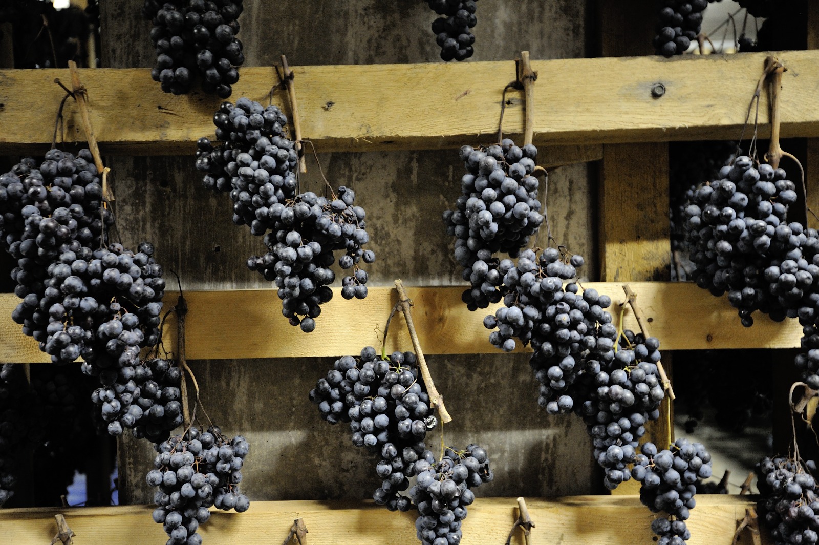 Appassimenti Aperti a Serrapetrona: viaggio alla scoperta della Vernaccia Nera